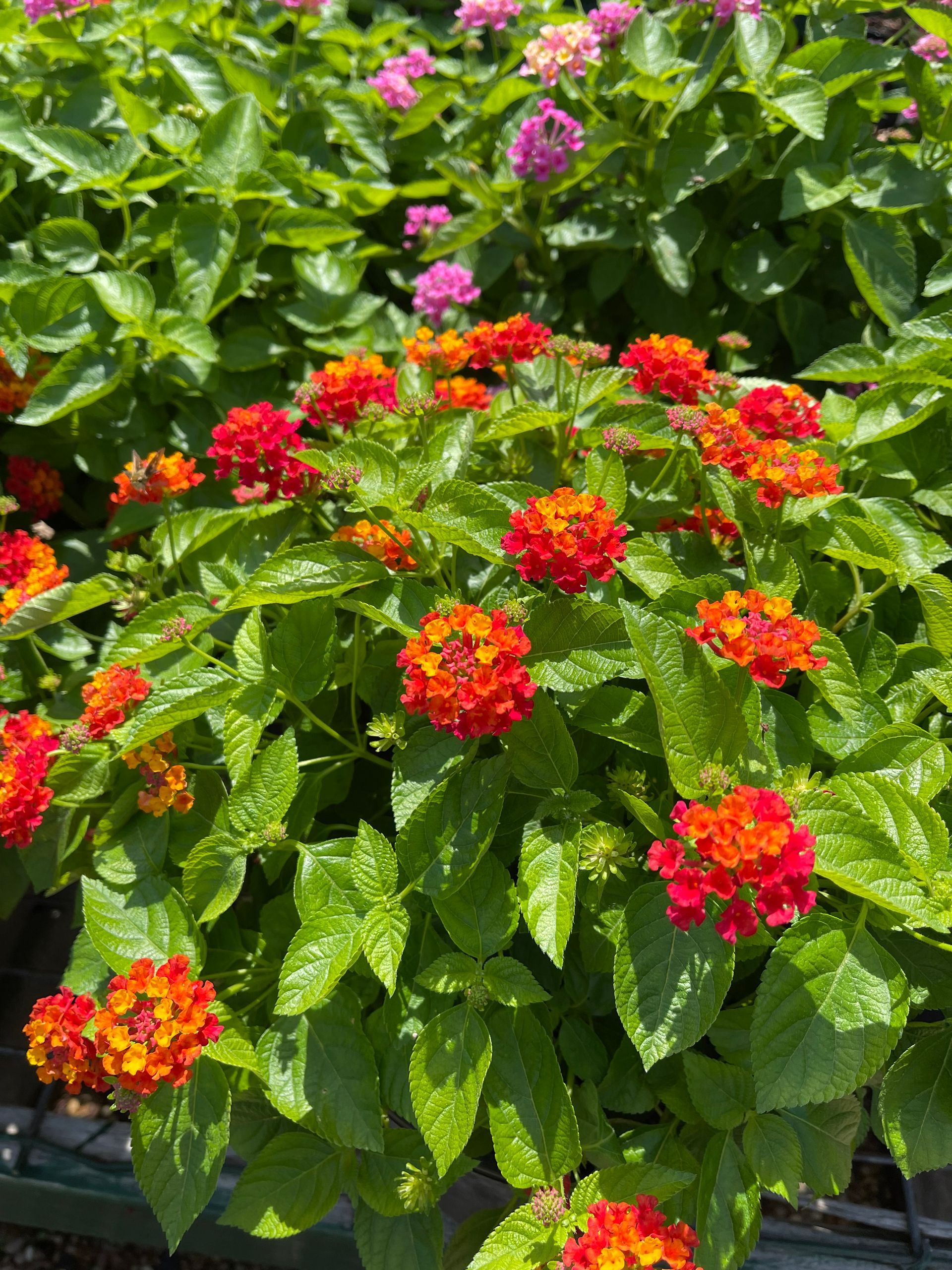 A bush with red and orange flowers and green leaves