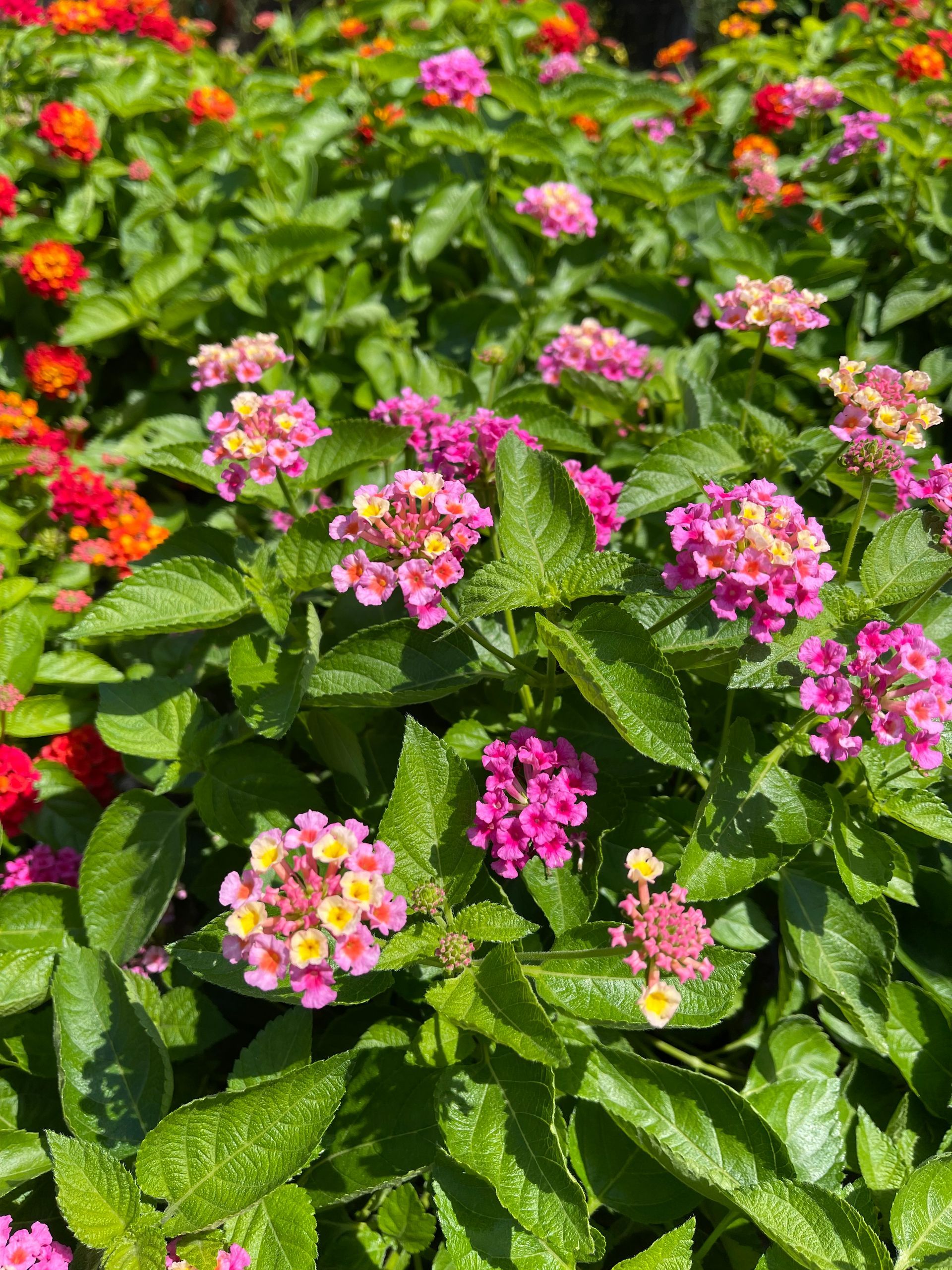 A bunch of pink and orange flowers are growing in a garden.