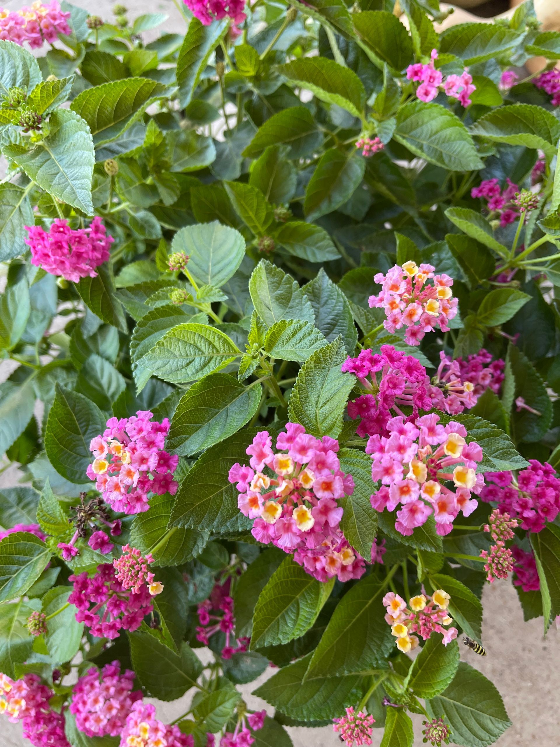 A close up of a plant with pink flowers and green leaves