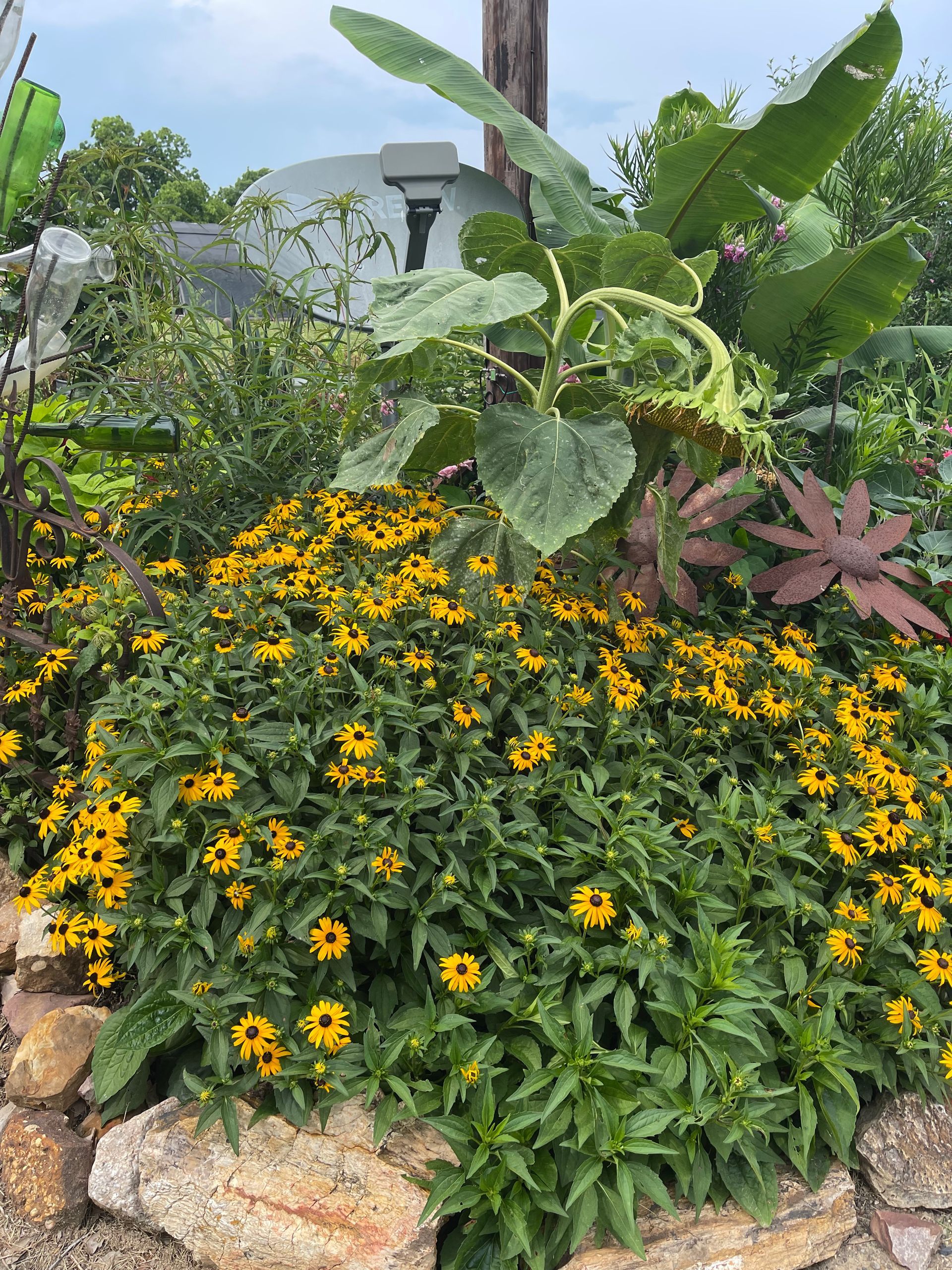 A garden filled with lots of yellow flowers and green plants.