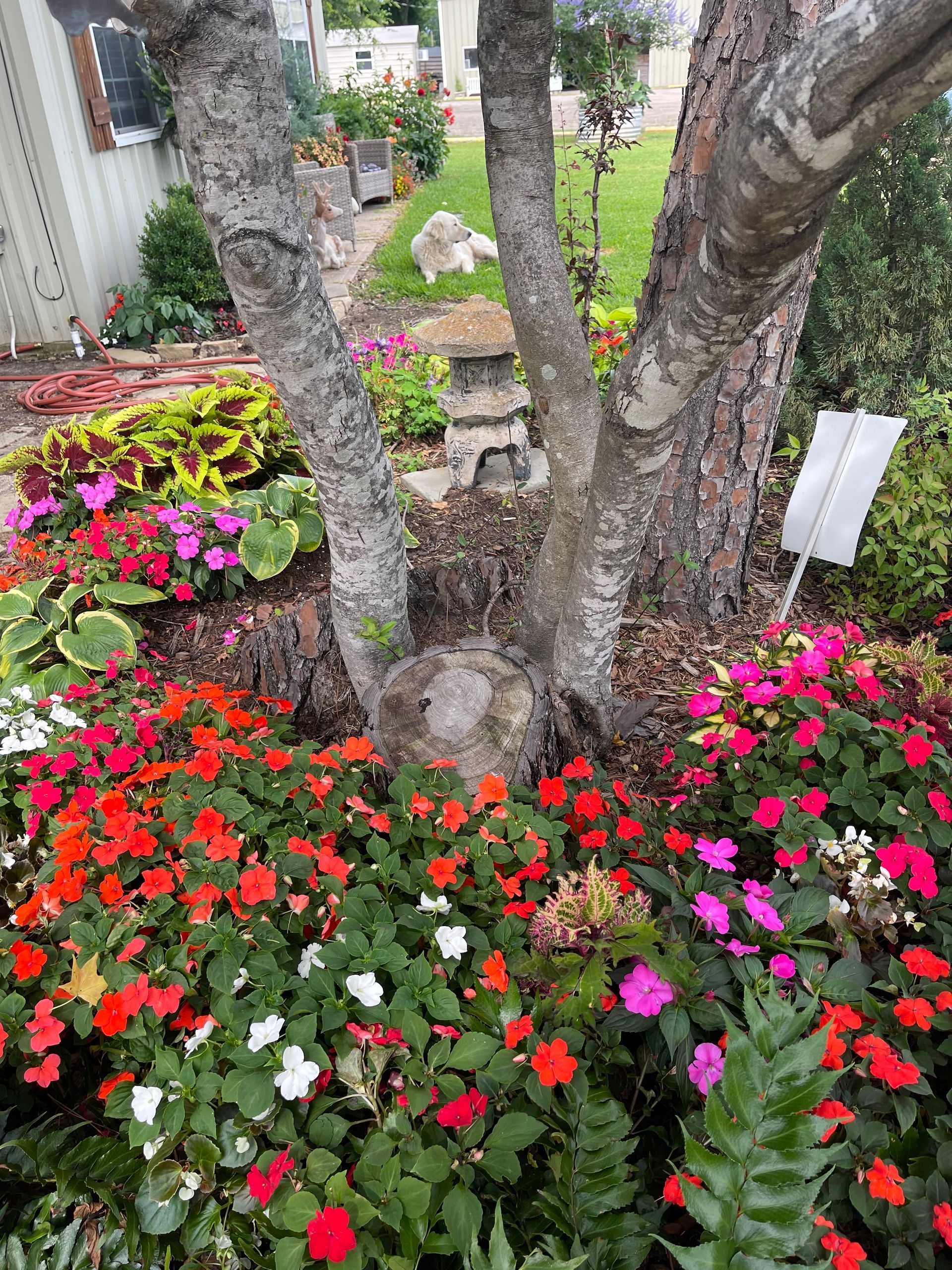 A tree trunk is surrounded by flowers in a garden.