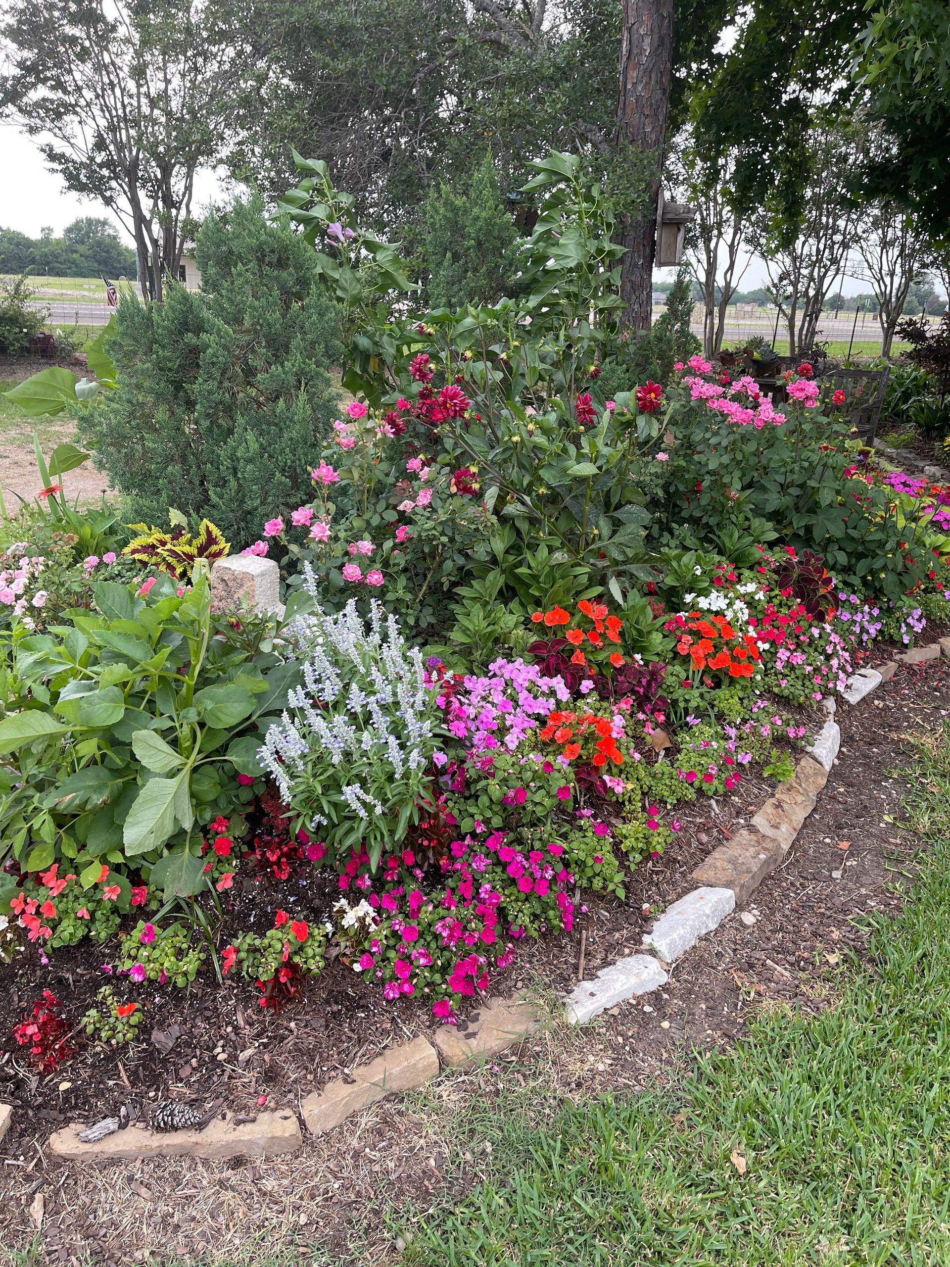 A garden filled with lots of different types of flowers and plants.