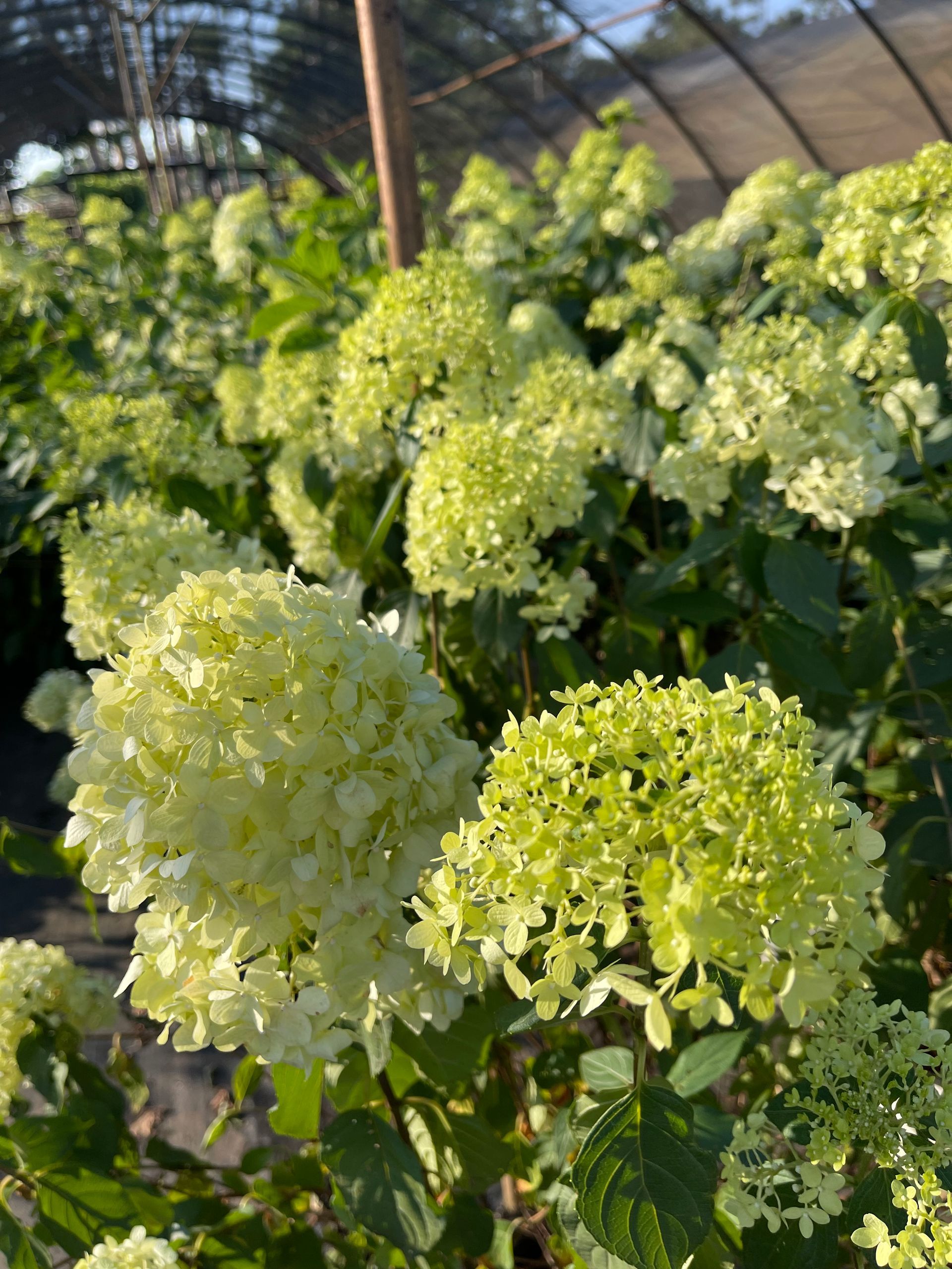 A bunch of green flowers are growing in a greenhouse.