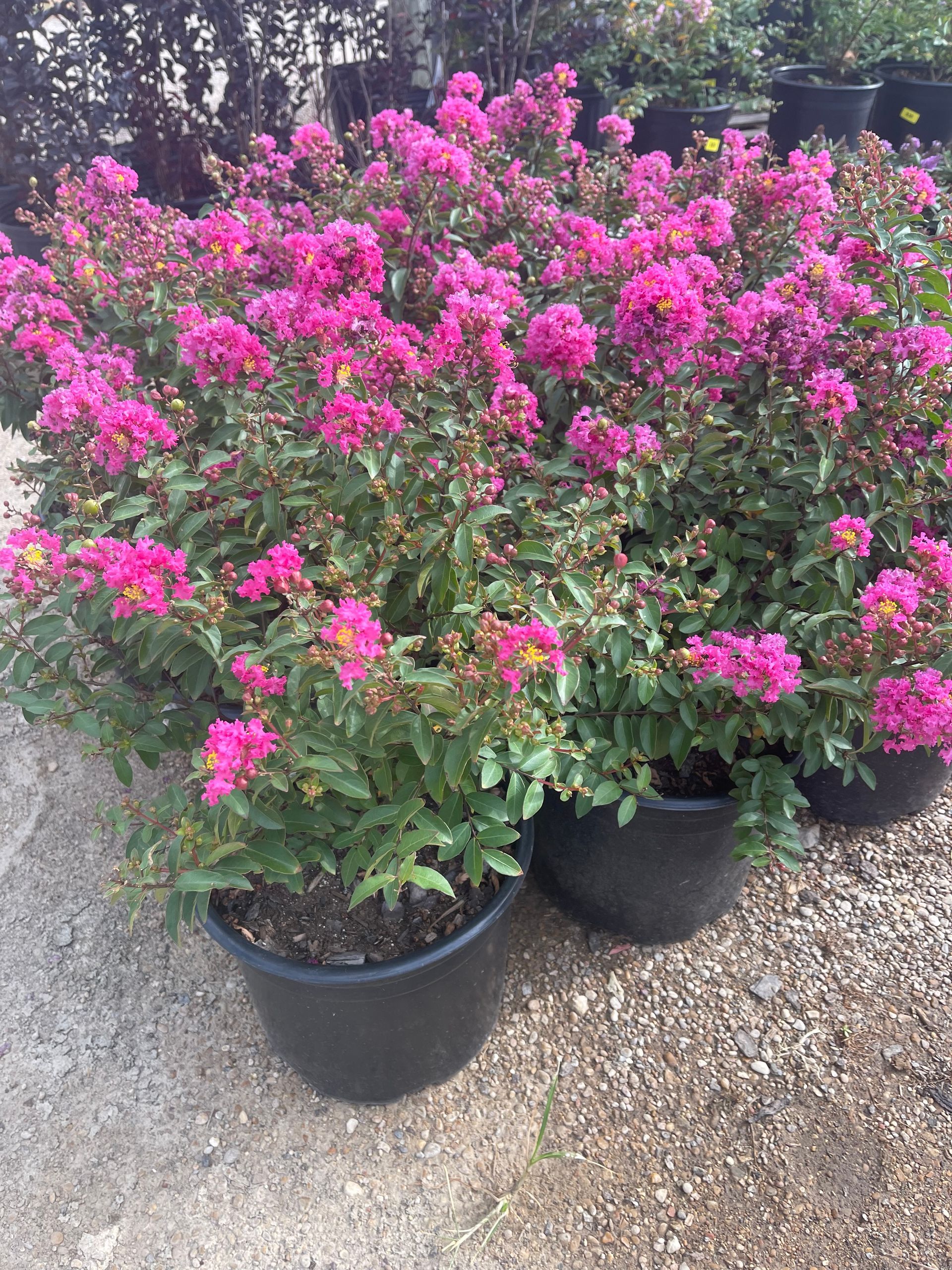 A bunch of potted plants with pink flowers in them