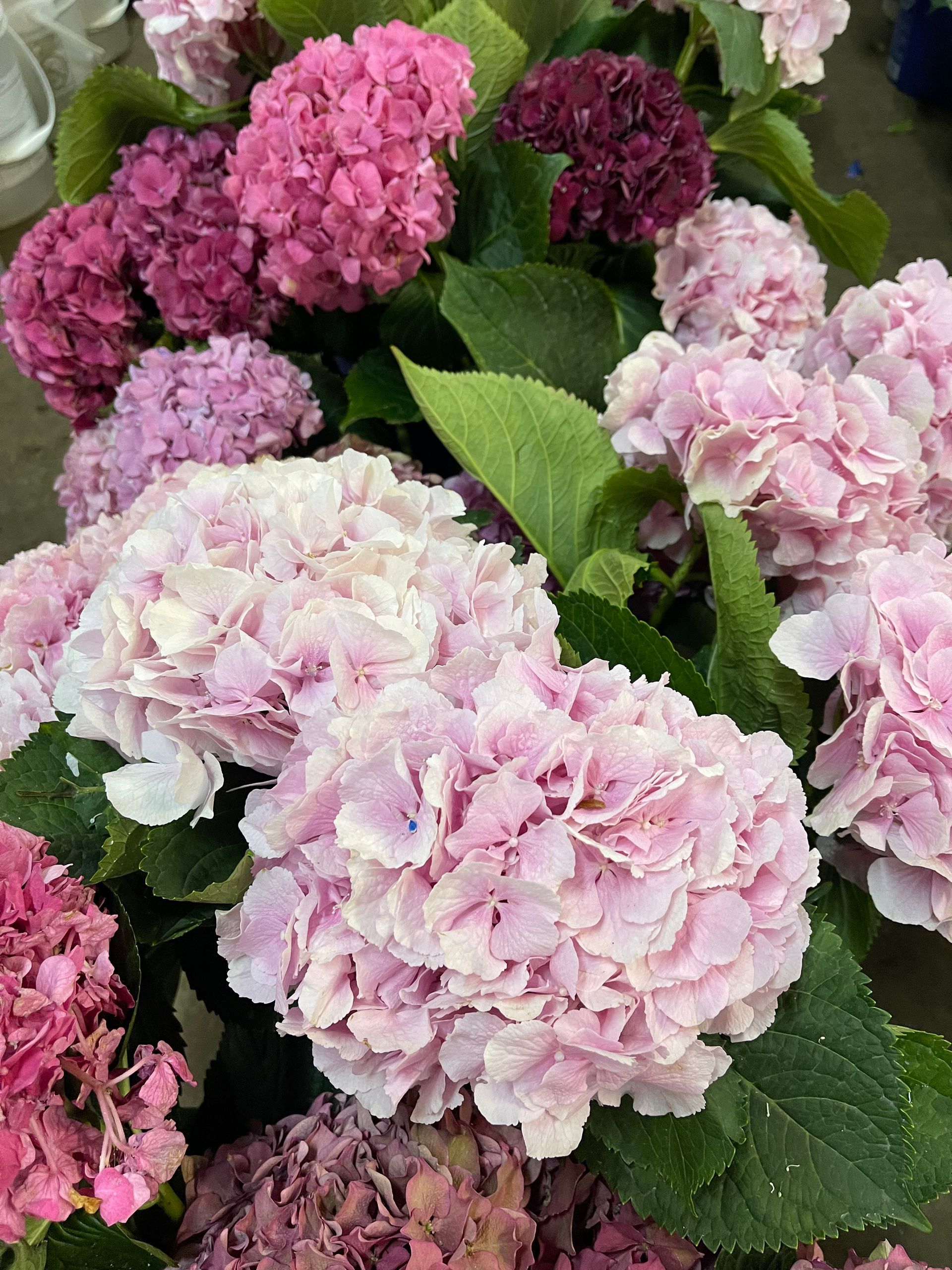 A bunch of pink flowers are sitting on top of each other on a table.