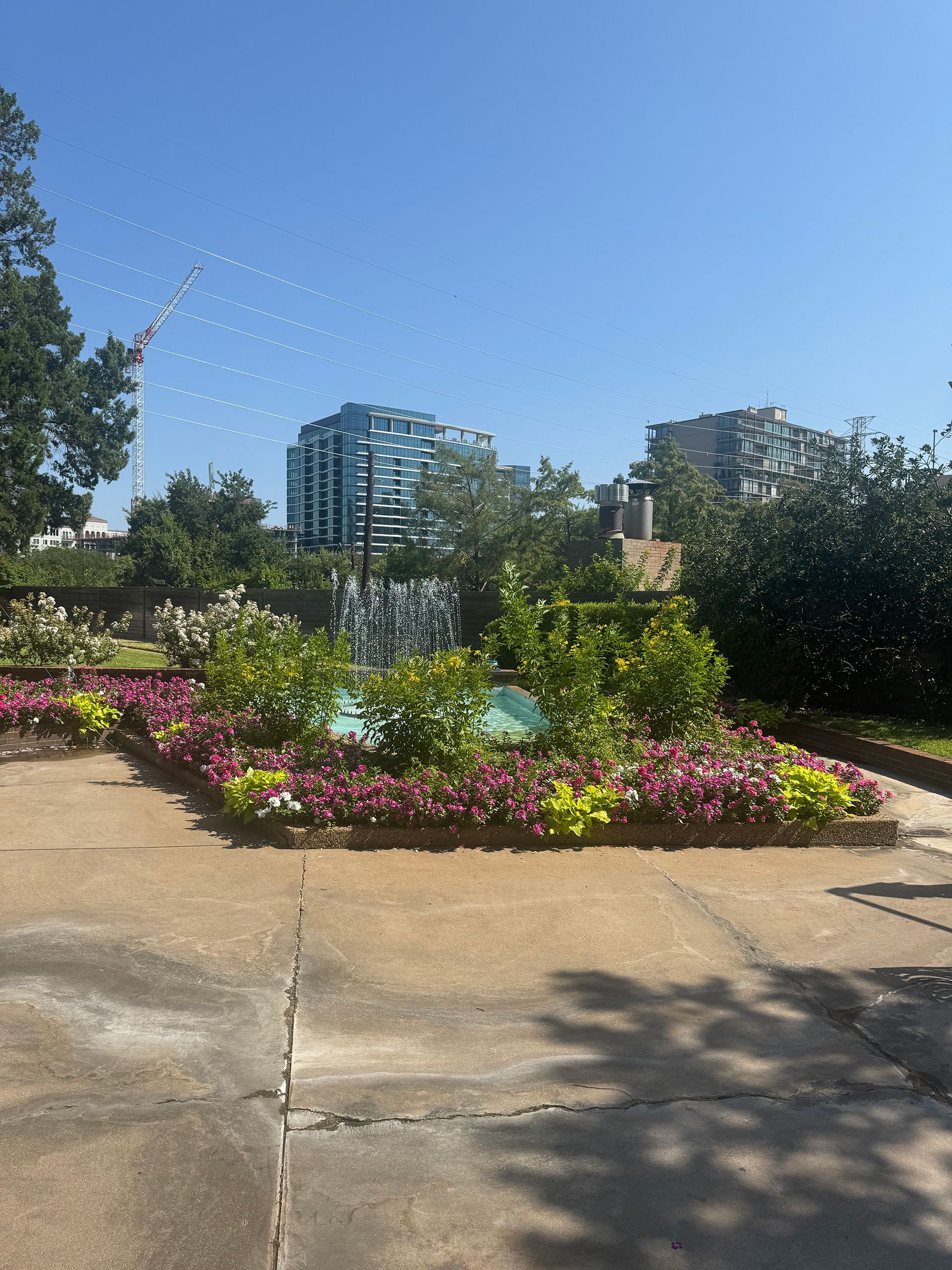 Sunlit park garden with pink flowers, trees, and apartment buildings under a clear blue sky