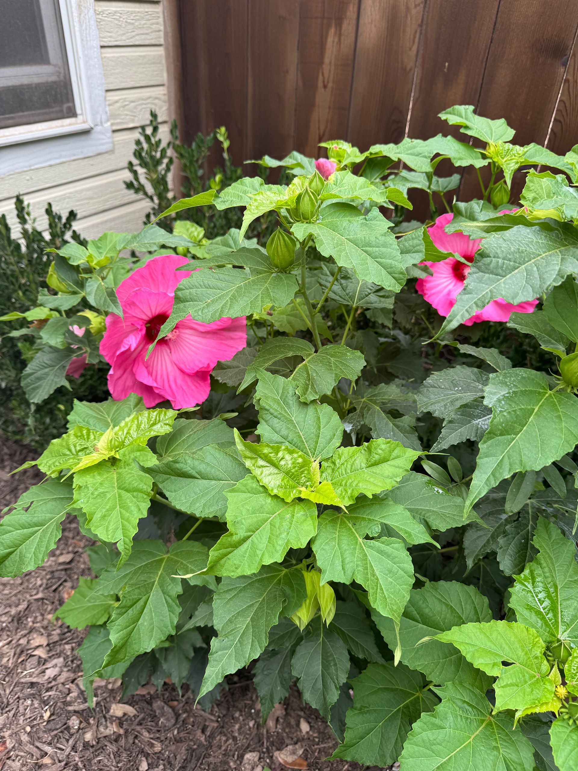 Pink and green flowering plant in a garden bed beside a house and wooden fence