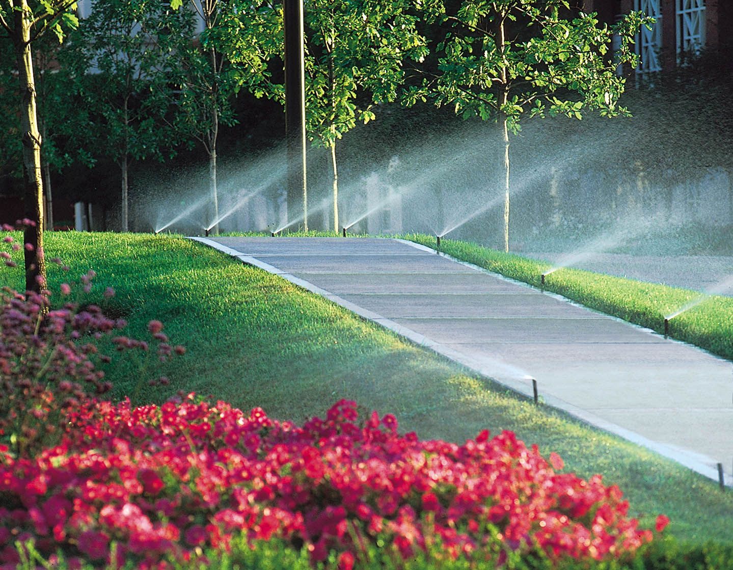 A row of sprinklers spraying water on a lush green lawn