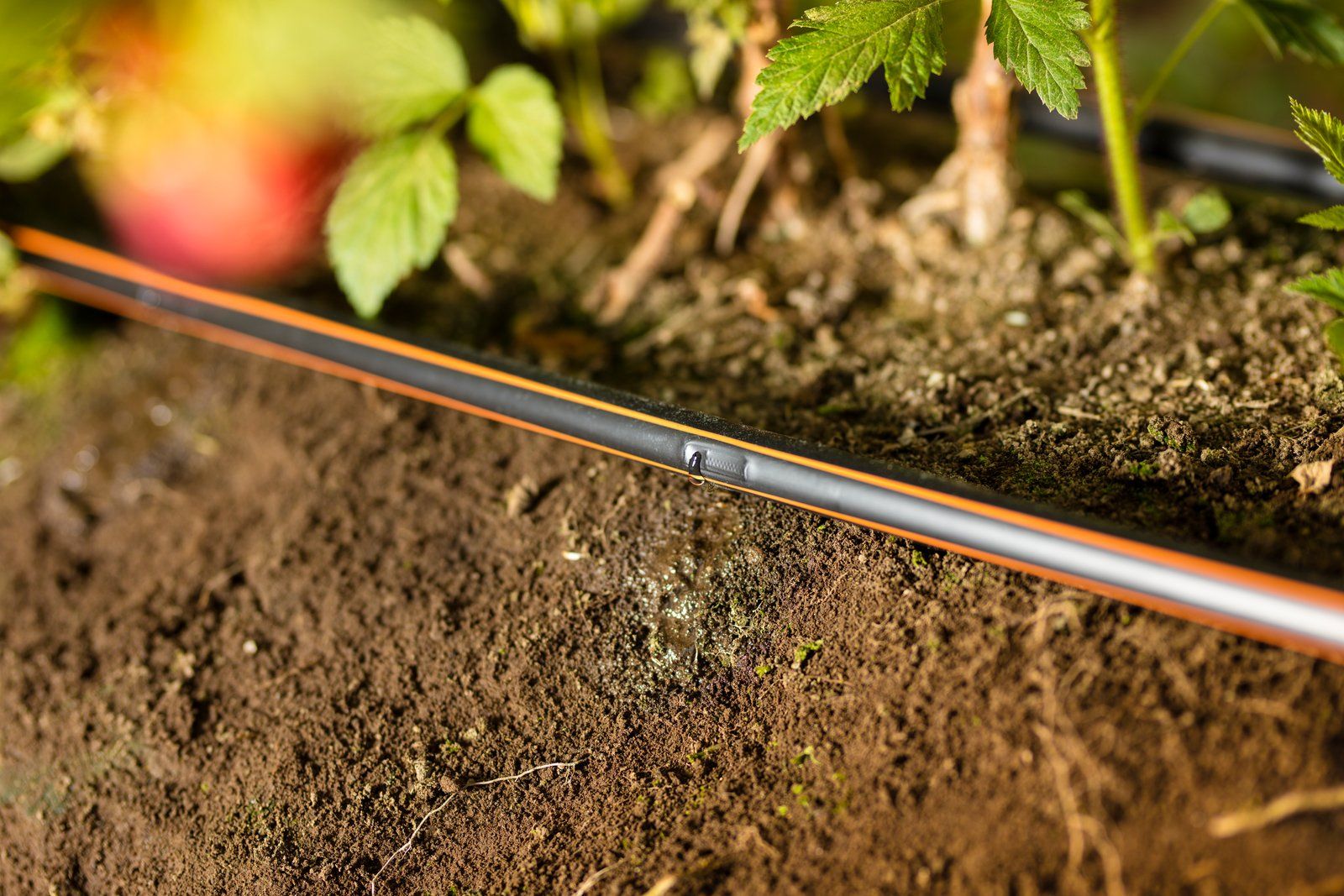A close up of a drip irrigation system in a garden.