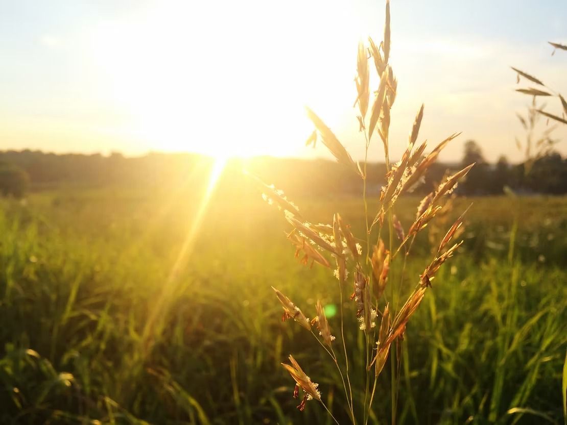 Sunlit grass field at sunrise with tall blades glowing golden in the foreground