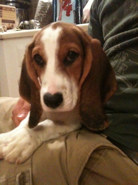 Basset Hound