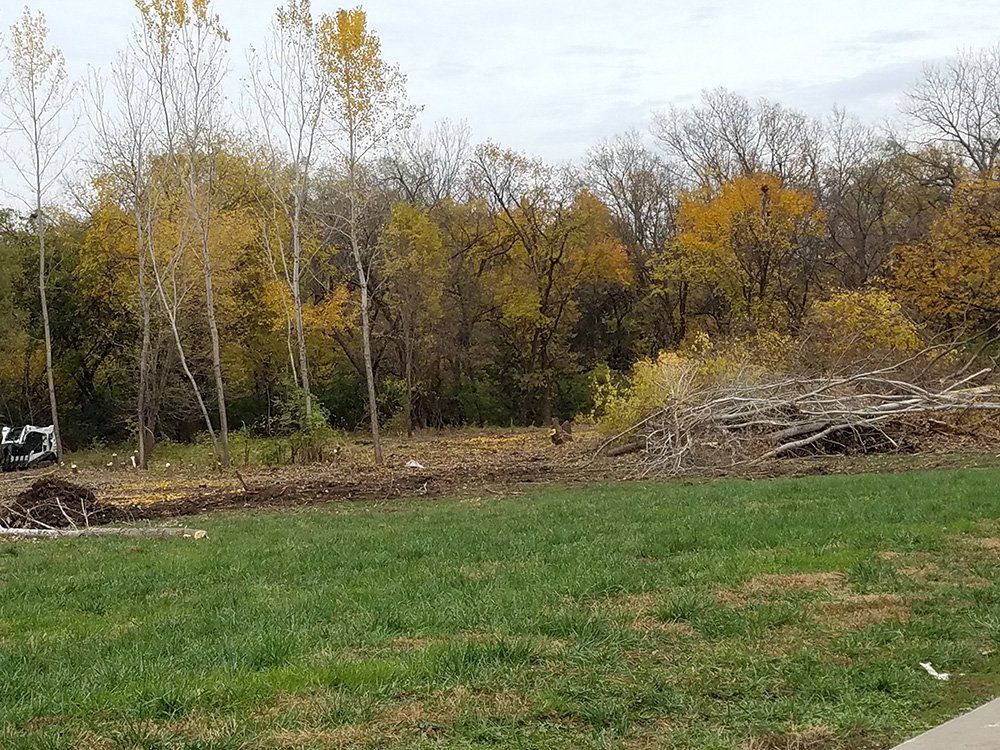 Grassy field with a line of trees in the background, some with yellow fall foliage. Piles of cut branches and debris are in the middle ground.