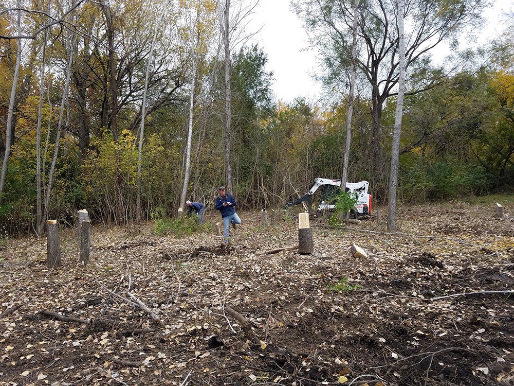 Men and a small tractor clear a wooded area, stumps and fallen leaves cover the ground; trees in background.