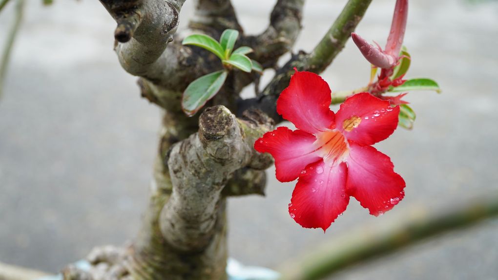 Close-up of a red flower blooming on a woody branch with small green leaves