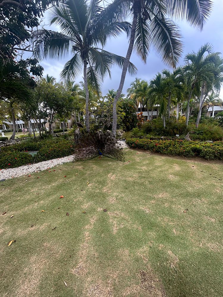 A large lush green field surrounded by palm trees and bushes.
