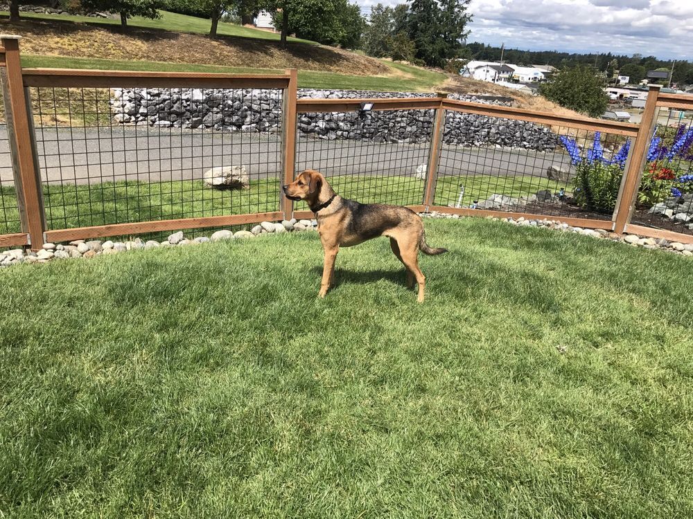 Dog standing on grass in a fenced yard, brown and black fur, sunny day.