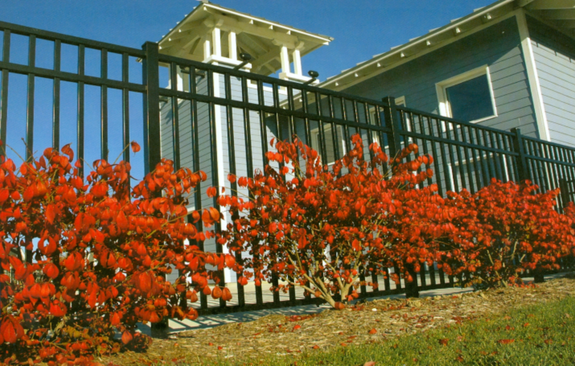 Black metal fence with vibrant red bushes in front, building and blue sky in the background.