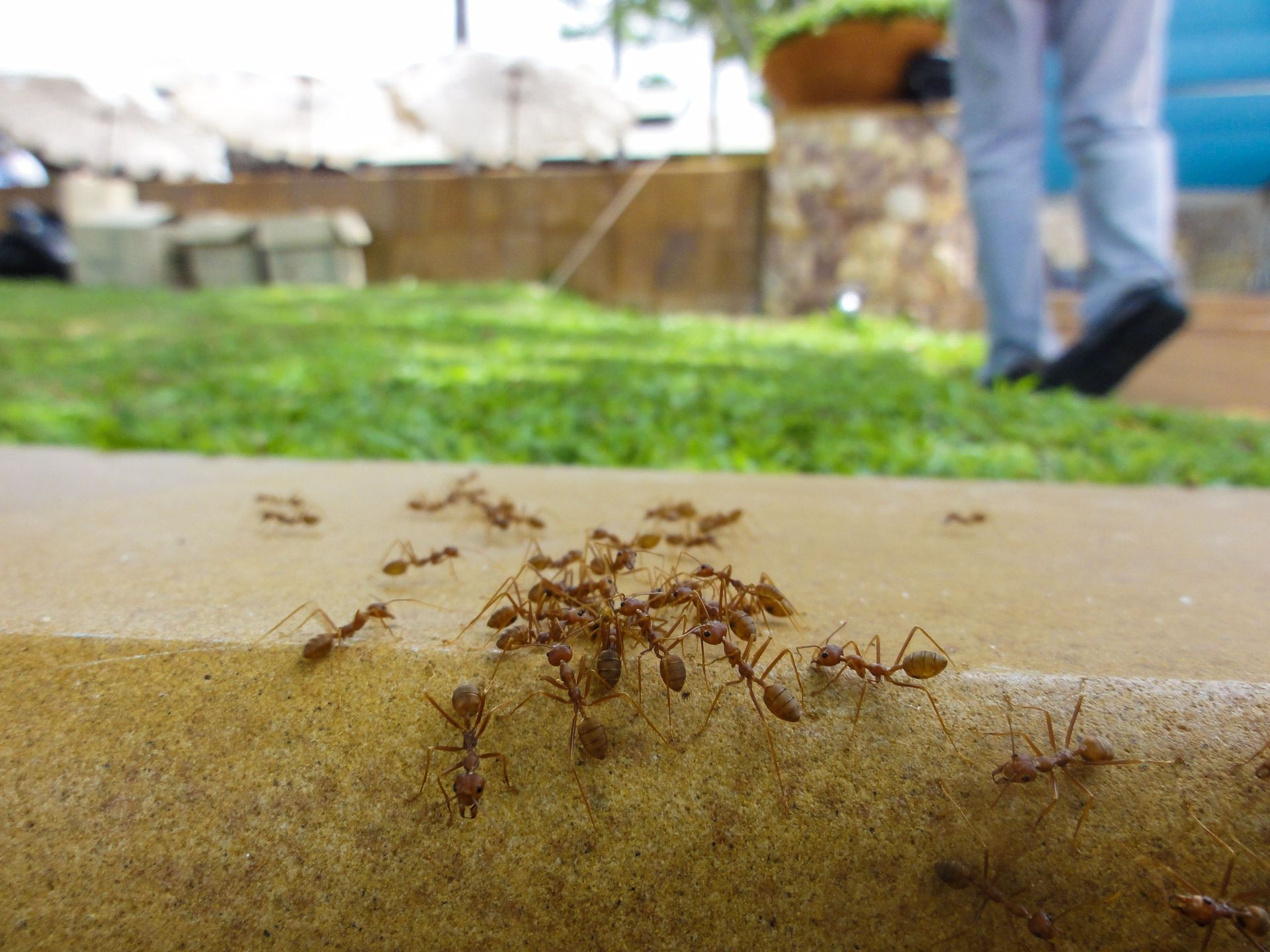 ant control service