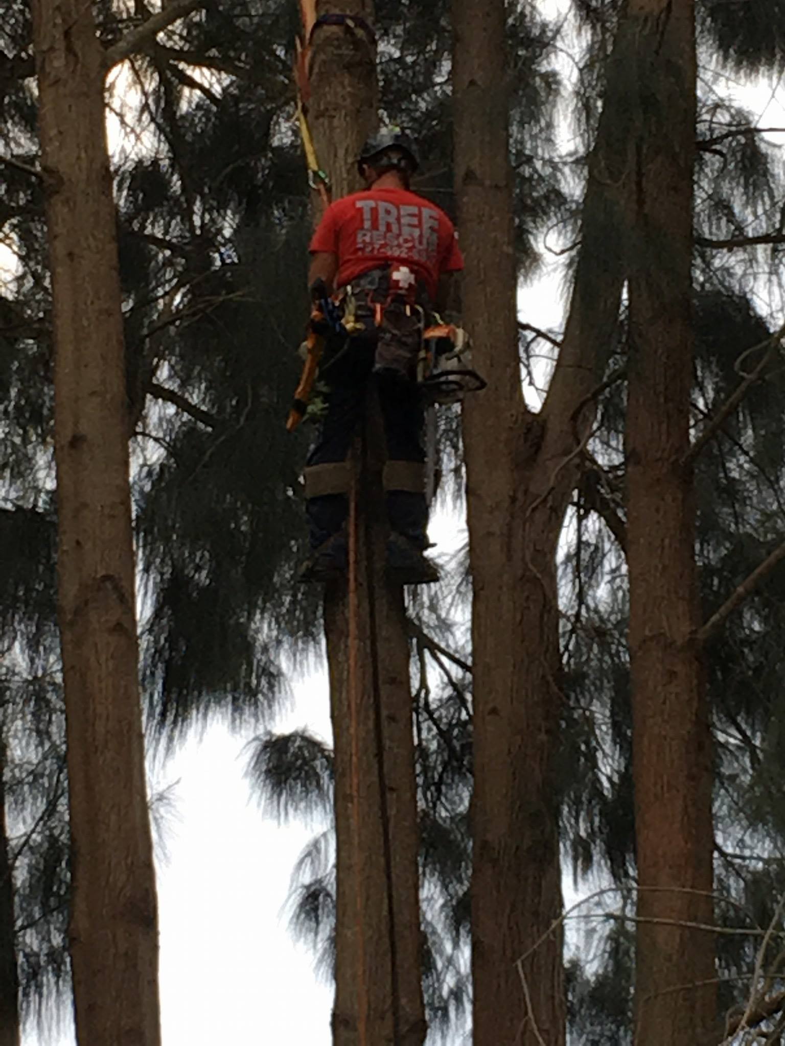 Tree  Services