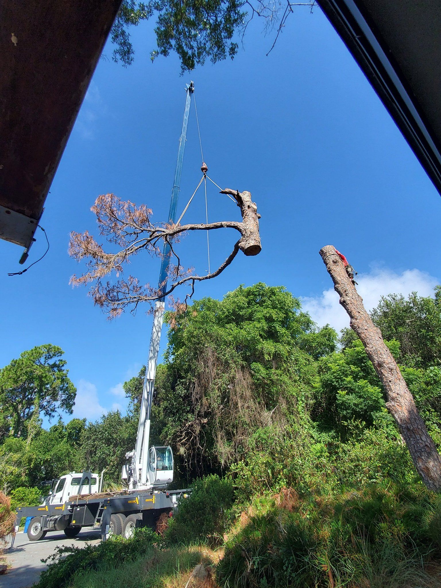Tree  Services