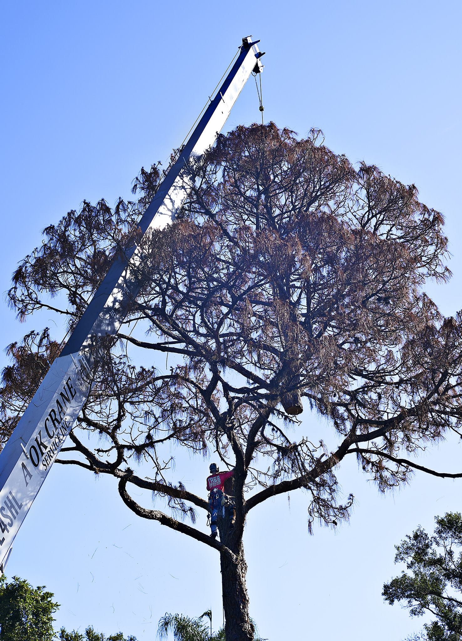Tree  Services