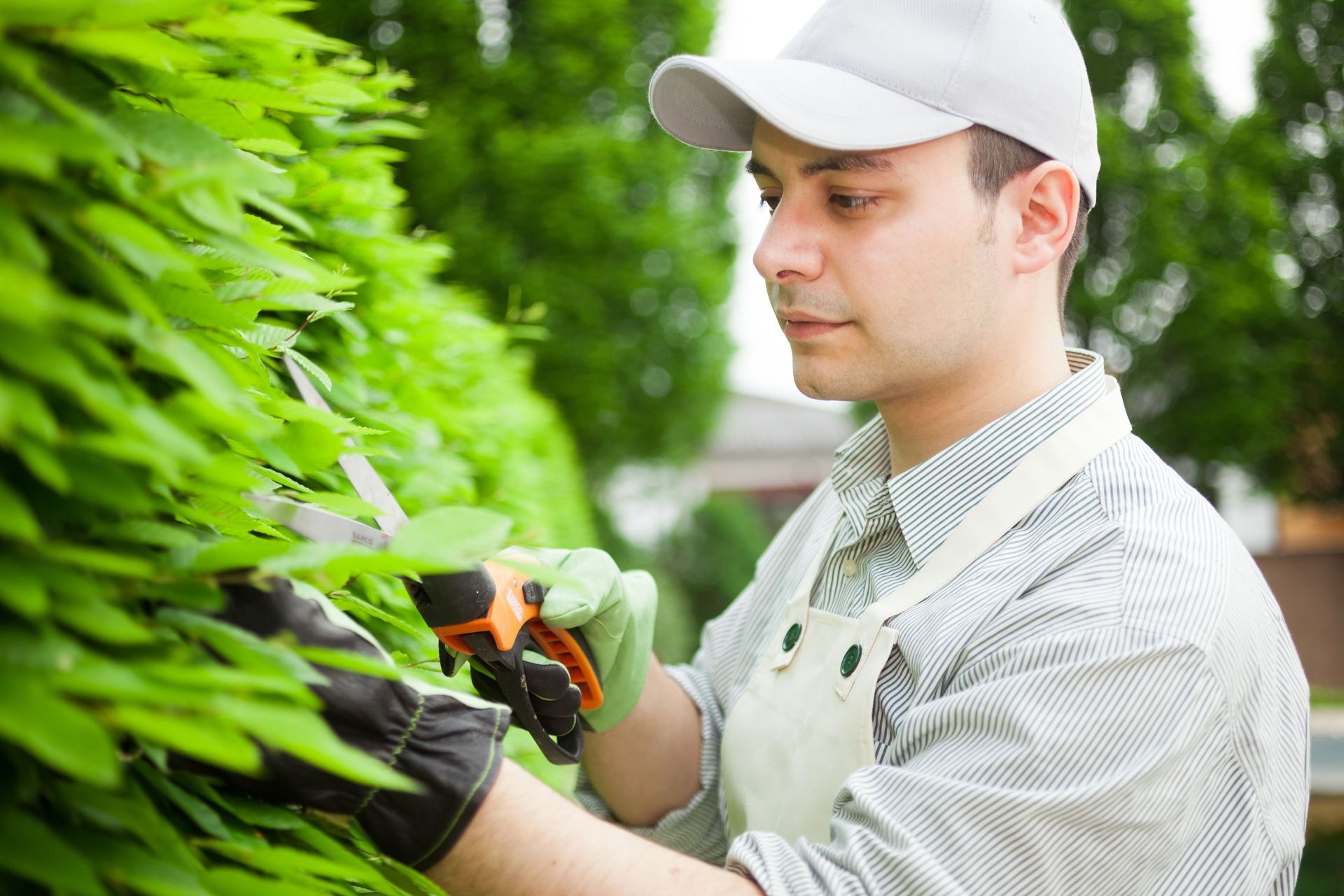 tree trimming contractor