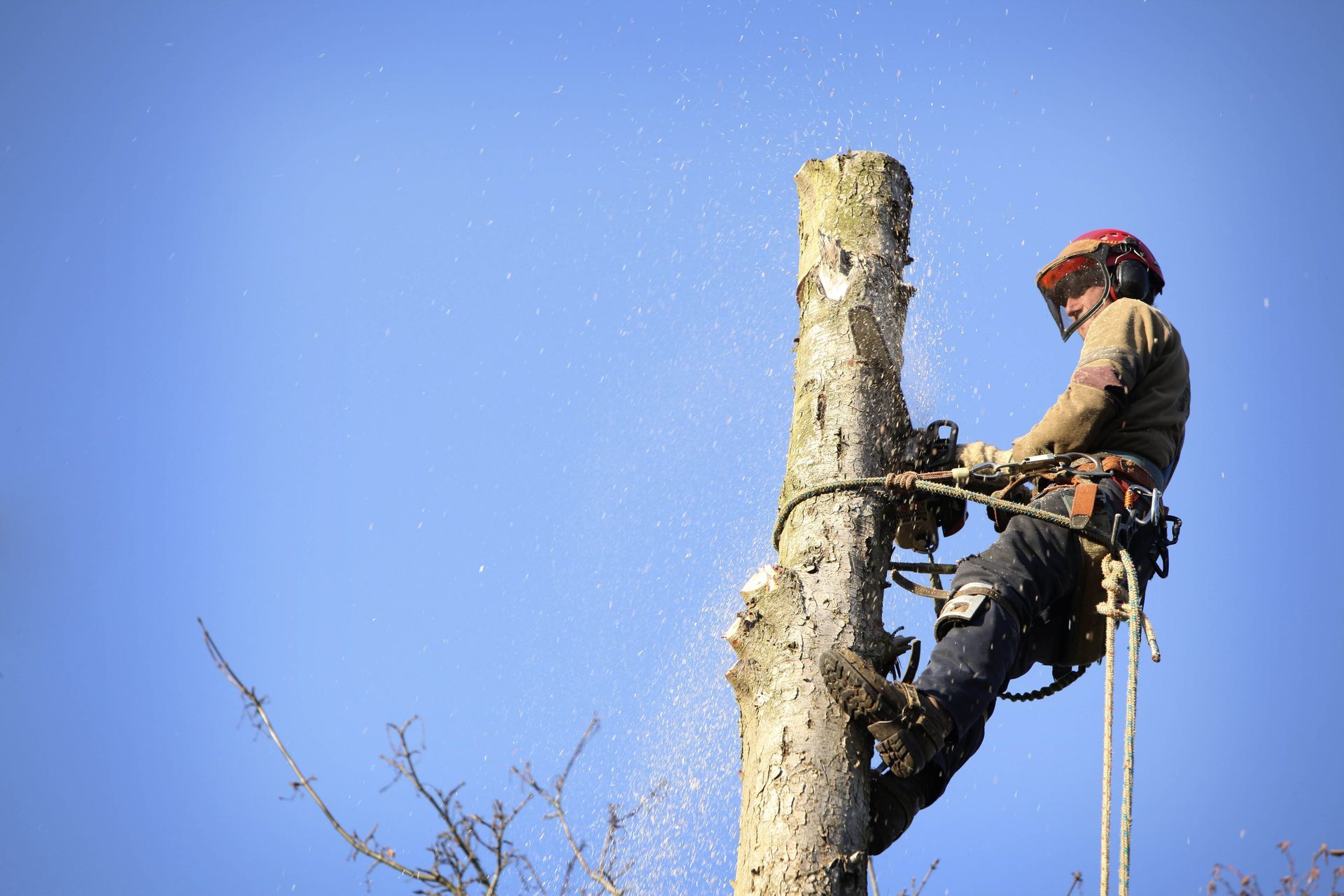 tree arborist