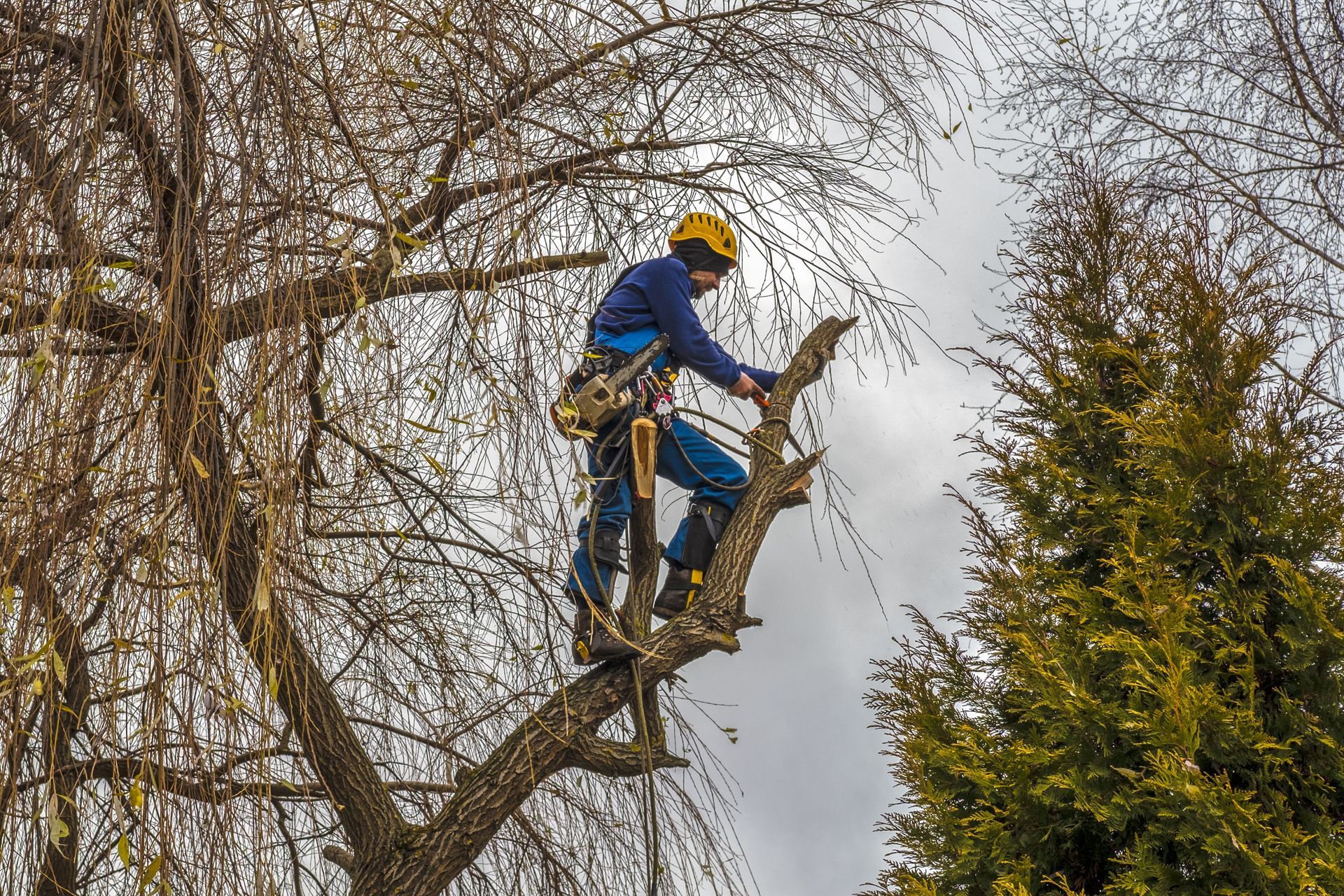 local tree removal