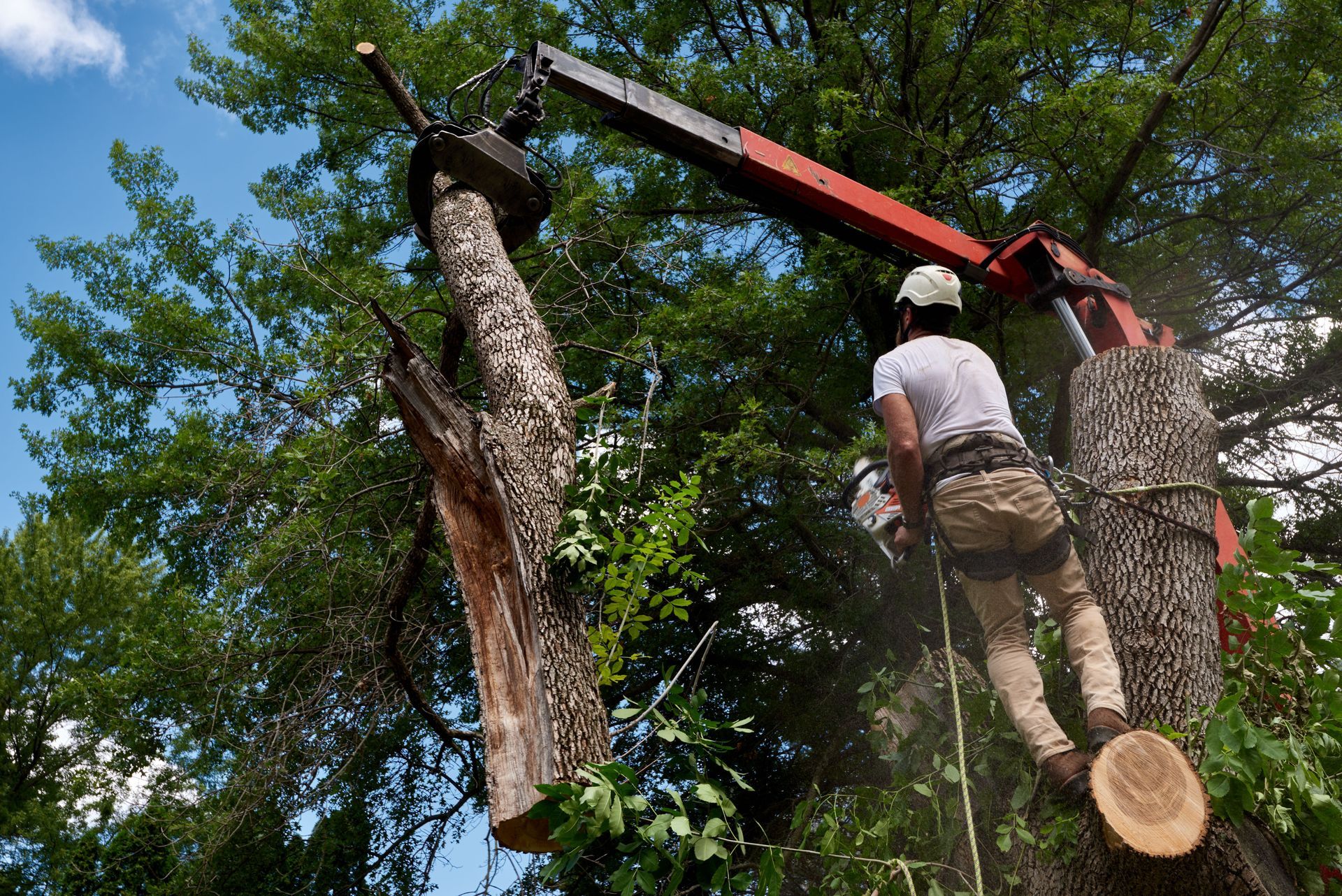 local arborist