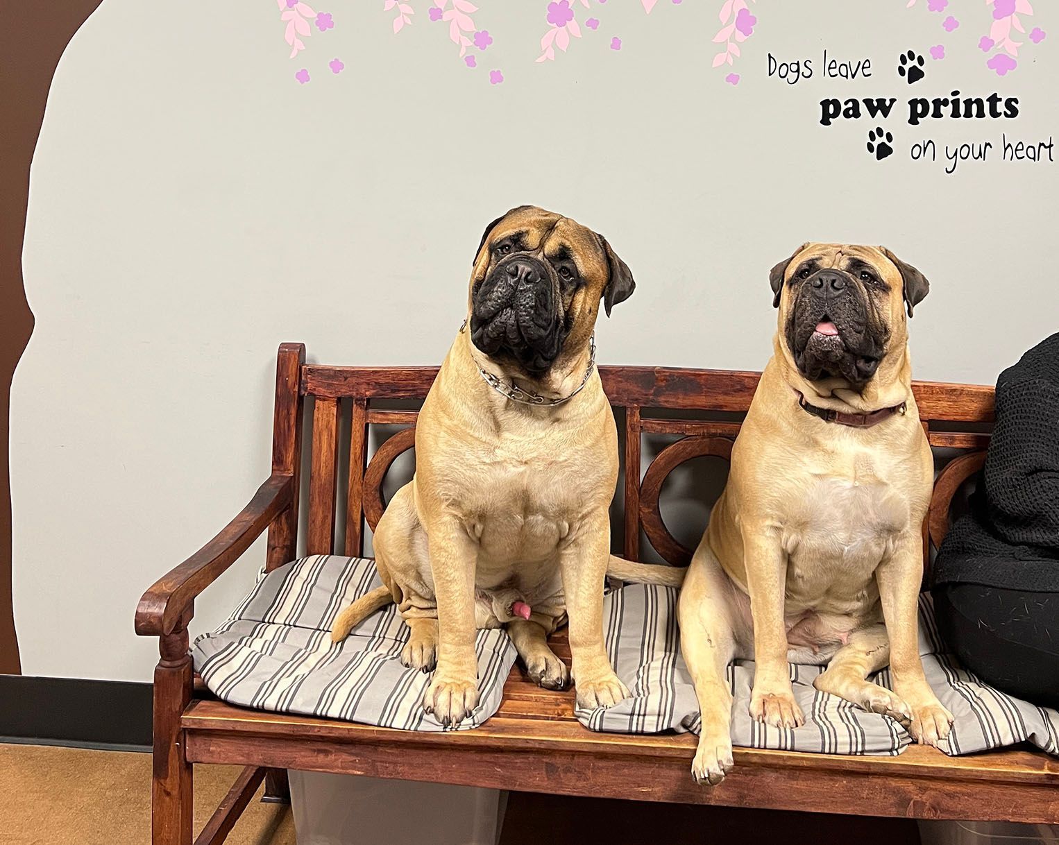 Two tan adorable dogs sitting on a wooden bench