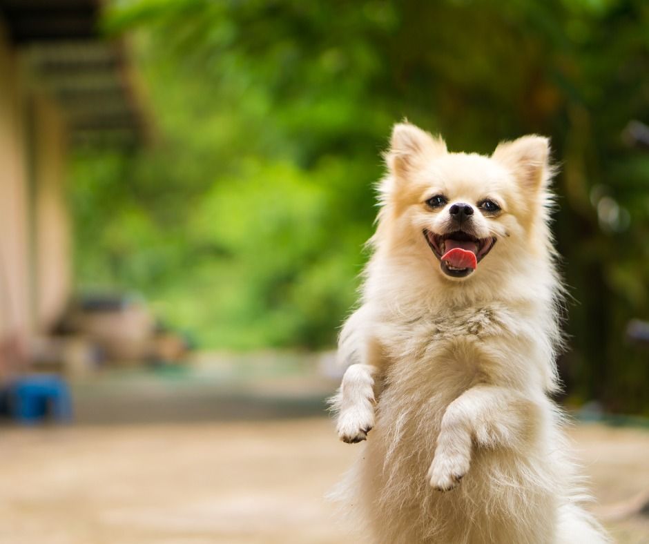 Fluffy, light-colored dog standing on hind legs, smiling with tongue out, outdoors.
