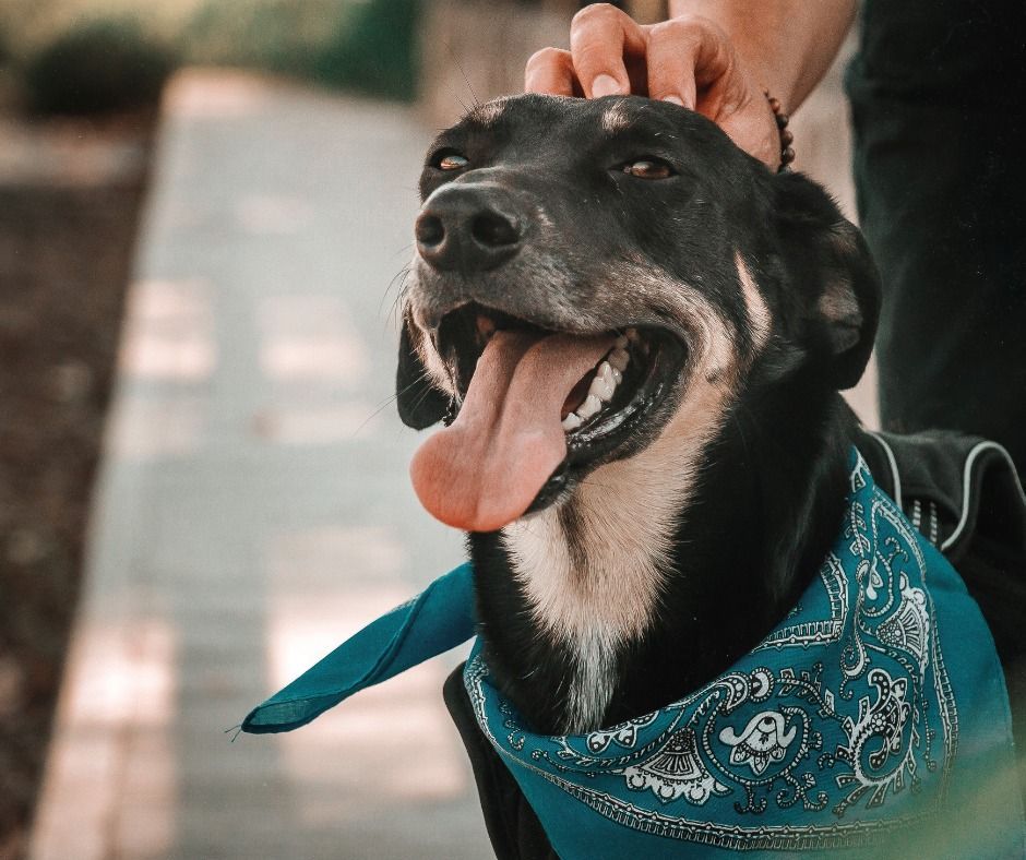 Dog with a blue bandana being pet, smiling with tongue out on a walking path.