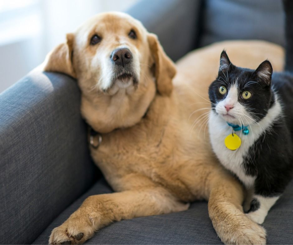 Dog and black/white cat snuggled together on a gray couch, both looking forward with calm expressions.