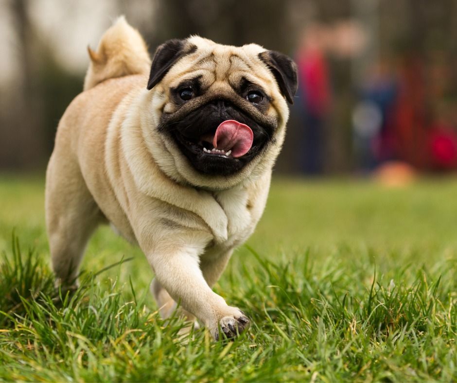 Pug with a beige coat and a black face, running in green grass, tongue out, outdoors.