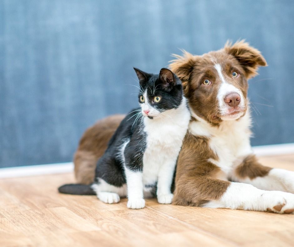 Cat and dog cuddling, black and white cat sitting next to brown and white dog, wooden floor.