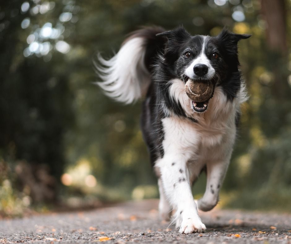 Border collie, black and white, running with a ball in its mouth on a path in a park.