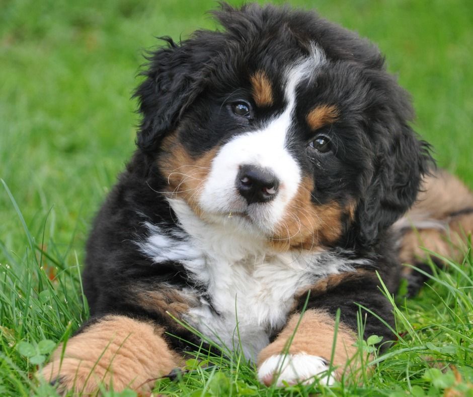 Bernese Mountain Dog puppy with black, white, and tan markings lying in grass, looking at the camera.