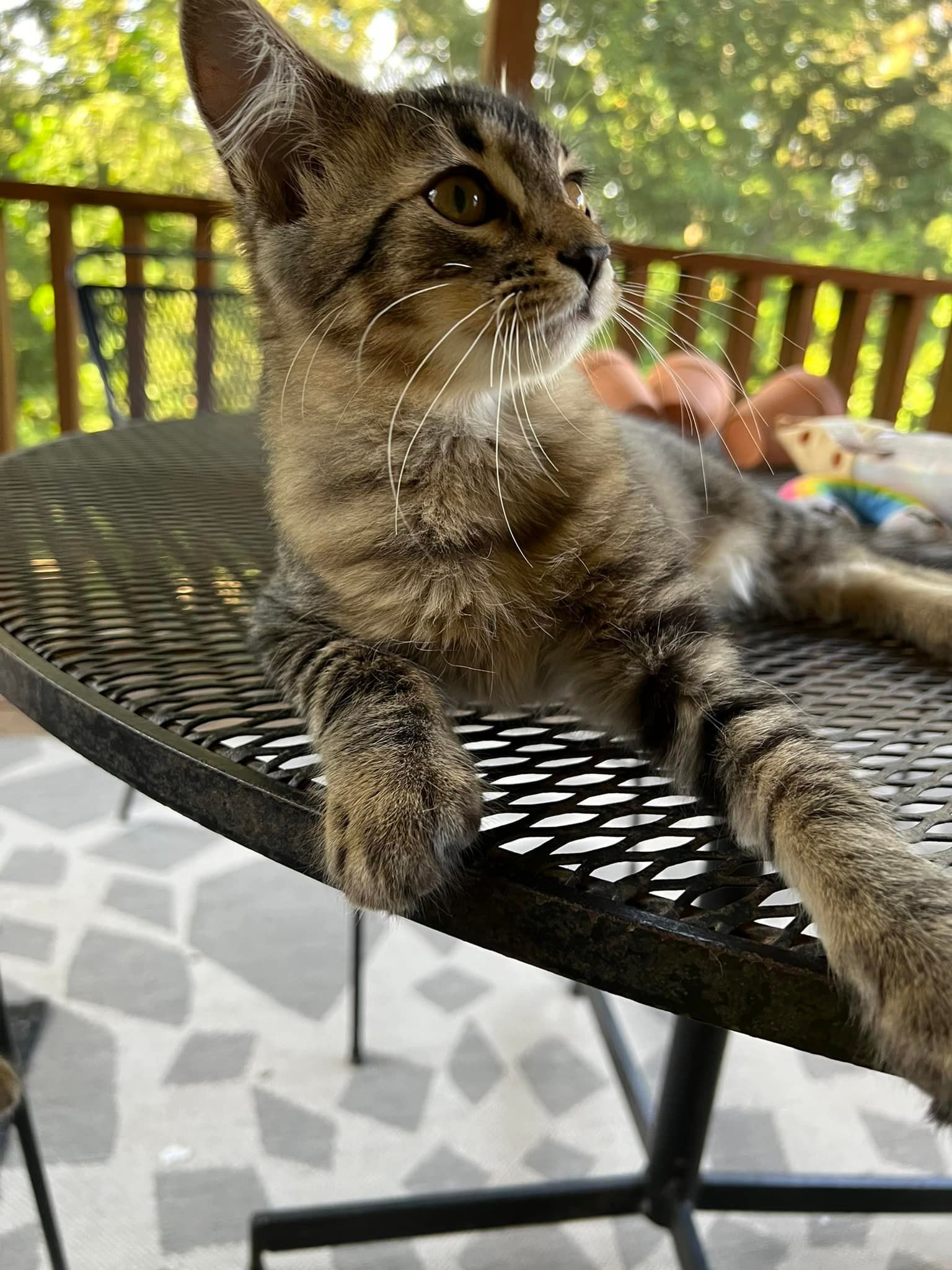 Tabby kitten resting on a black metal table outdoors, looking to the side.