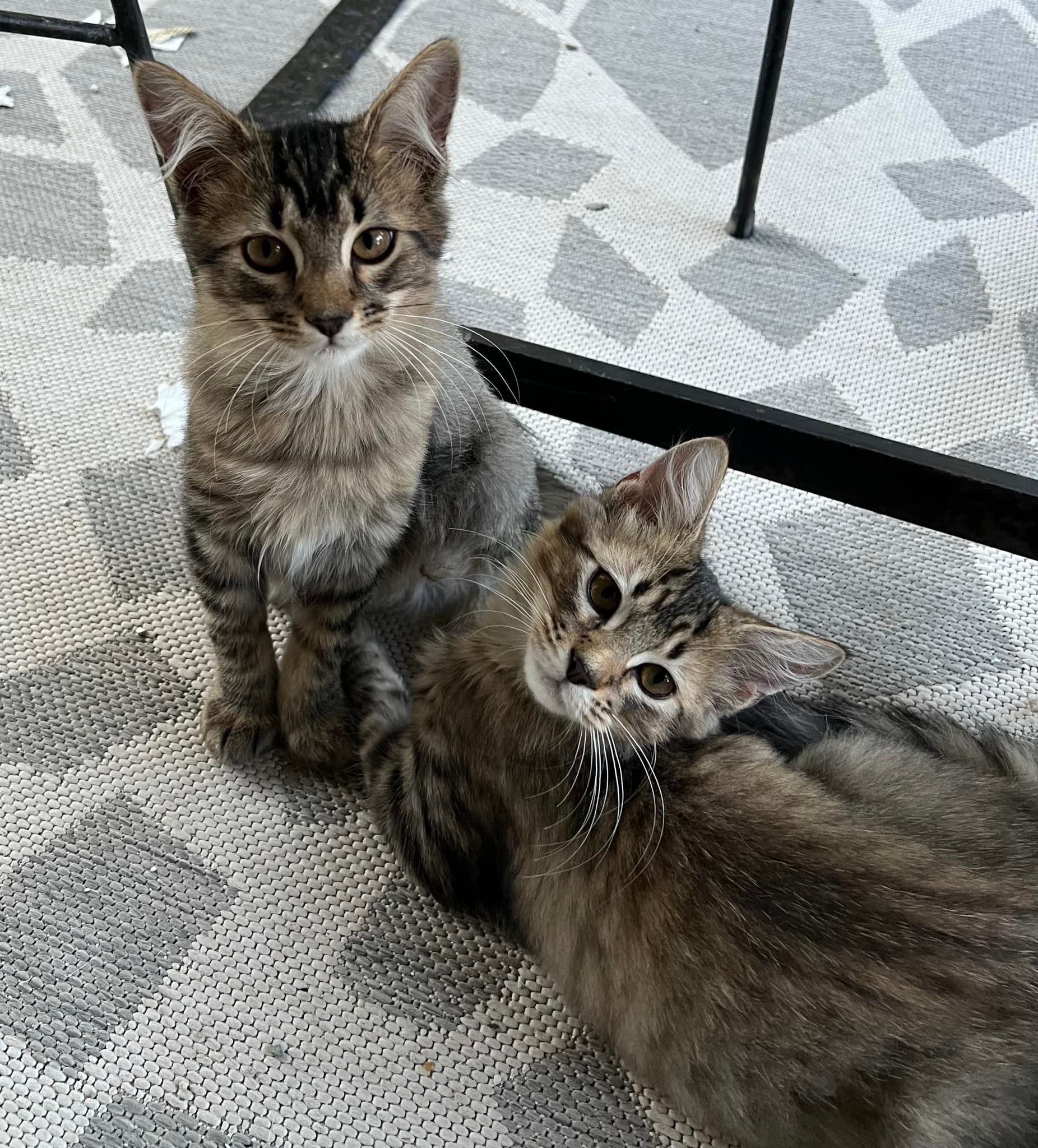 Two tabby kittens on a patterned rug; one sitting, one lying, both looking at the camera.