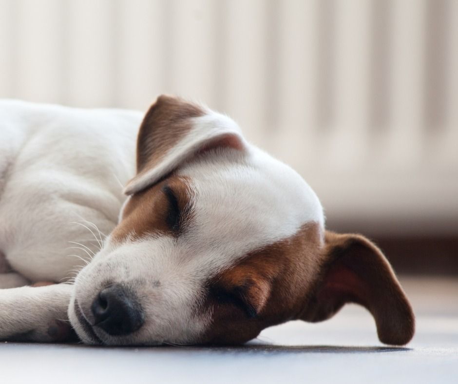 White and brown puppy asleep on a wooden floor, head resting, eyes closed.