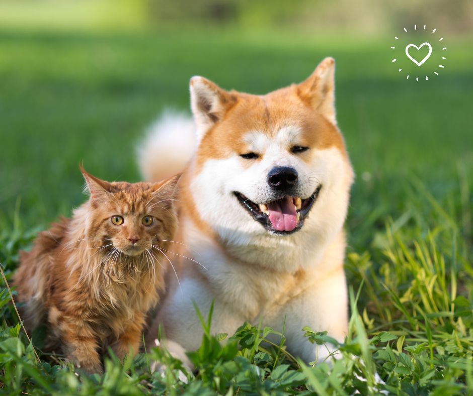 Dog and orange cat lounging in grass, dog smiling with a white heart above.