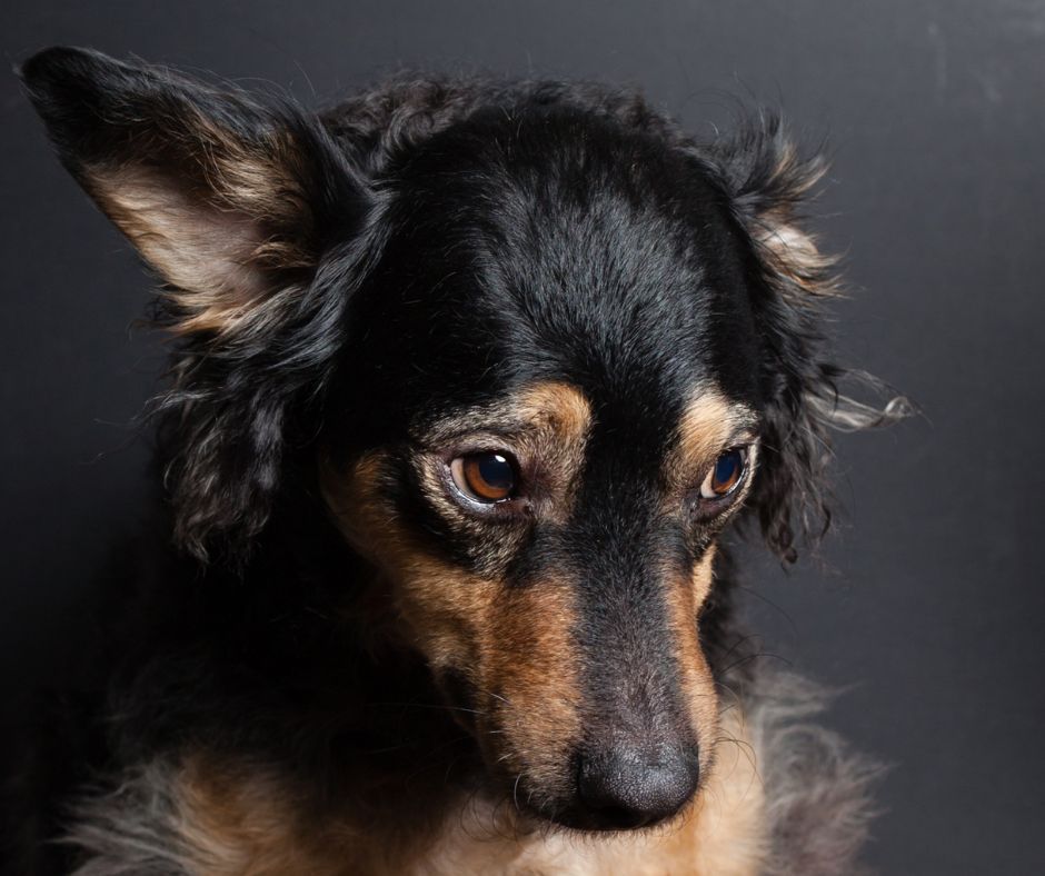 Black and tan dog with a sad expression, against a dark gray background.