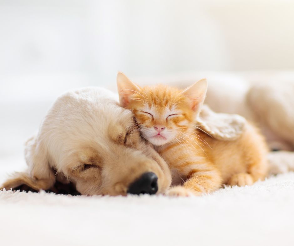 Golden retriever and orange kitten sleeping together on white surface.