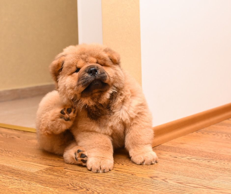 Fluffy tan Chow Chow puppy scratching its neck on a hardwood floor.