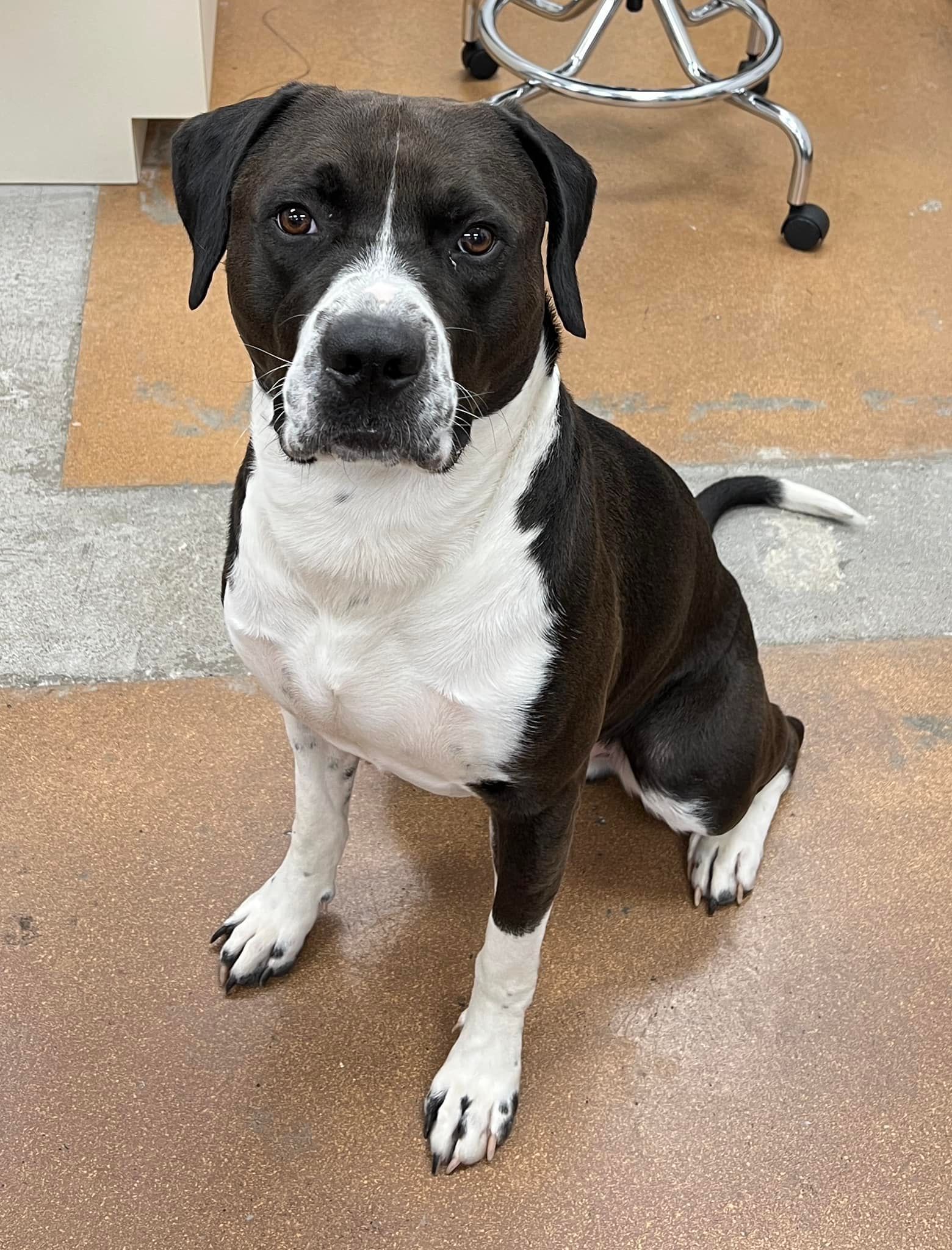 Black and white dog sitting, looking directly at the camera, indoor setting.