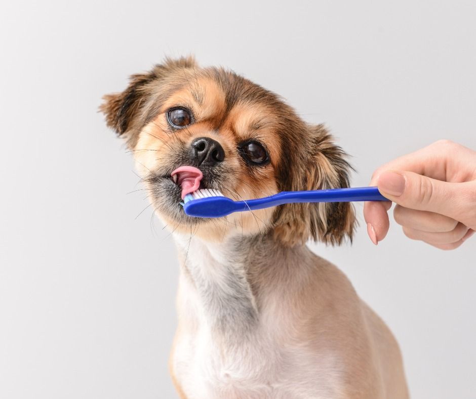 Dog being brushed with a blue toothbrush, looking up with tongue out, pale background.