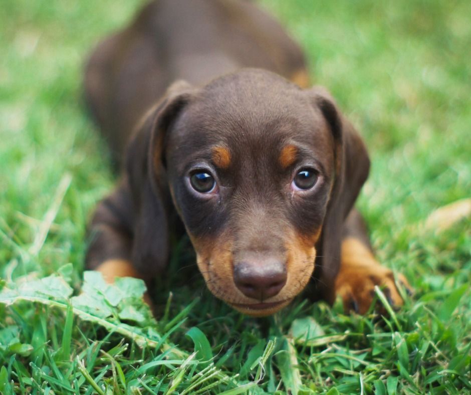 Brown dachshund puppy lying in green grass, looking directly at the viewer.
