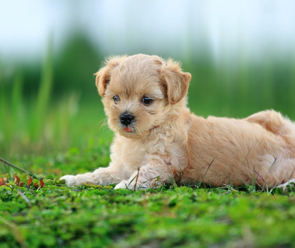 Fluffy tan puppy lying in green grass, small tongue sticking out, blurred green background.
