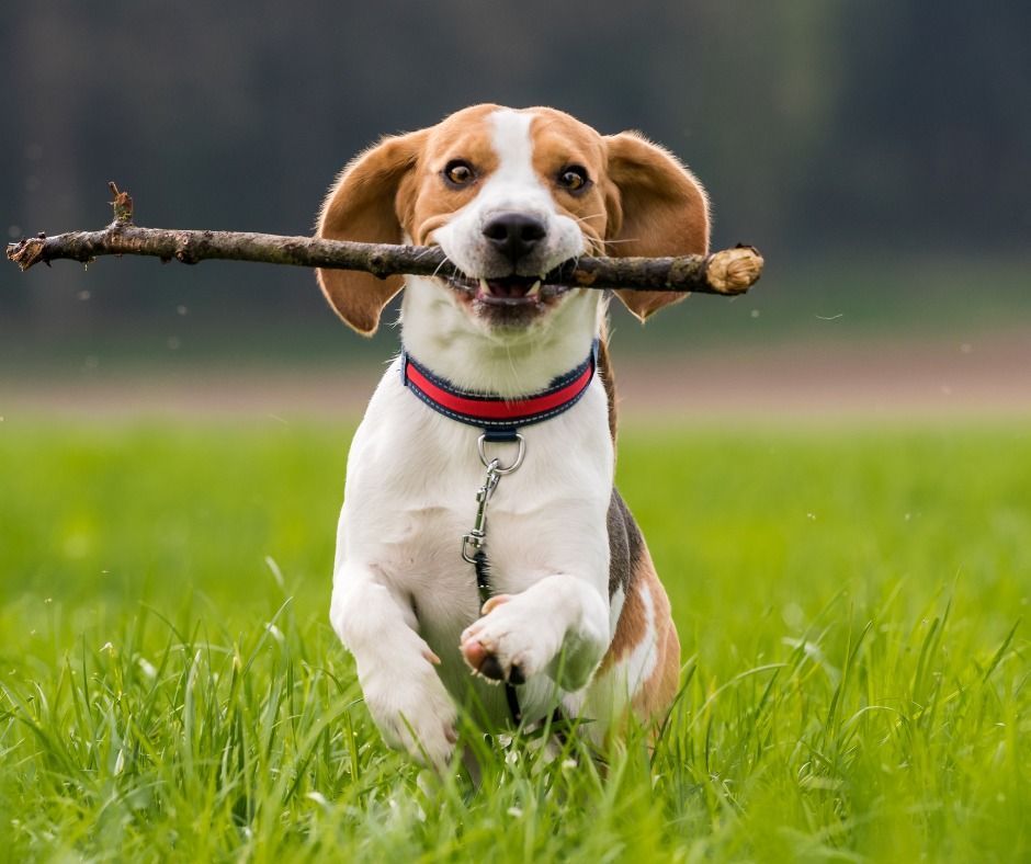 Beagle dog running in a green field, carrying a stick, happy expression.