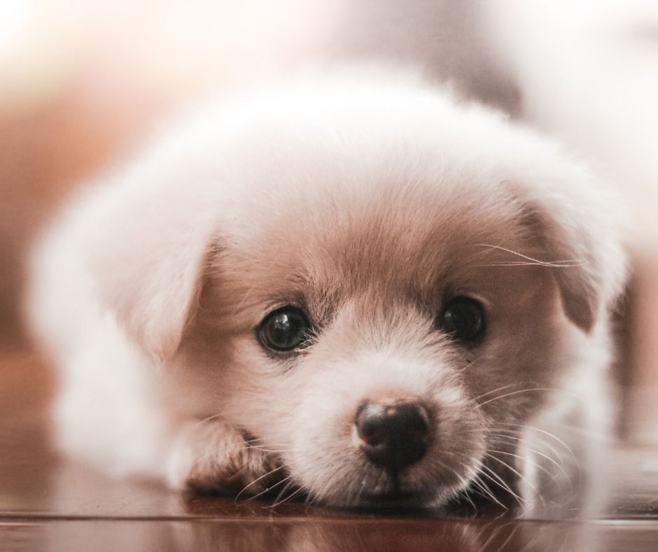 White puppy with big, dark eyes resting its head on a wooden floor.